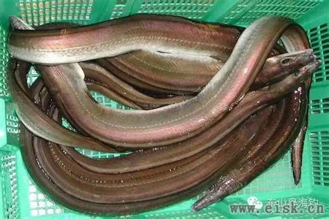 鳗鱼最适合用眼过多的人吃-中国鳗鱼网