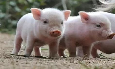 猪与人类拥有非常类似的基因特征_养猪信息_中国保健养猪网