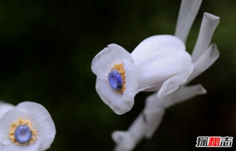 世界上最奇特的花花语 十大奇特罕见花卉的花语意义-美丽花