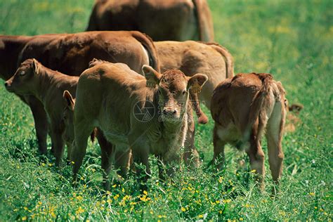 瞧这些可爱的小牛犊子|高地|牛|欧洲野牛_新浪新闻