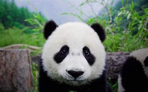 这有一份北动大熊猫最新全家福，请查收！西直门熊猫家族全员集合|熊猫|佟丽娅_新浪新闻