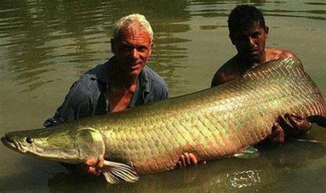 世界上最大的淡水鱼，存在了一亿年，却因为太笨需要政府保护|巨骨舌鱼|淡水鱼|亚马逊河_新浪新闻