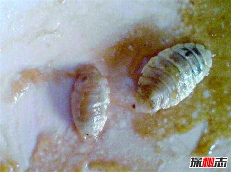 蜗牛被寄生虫控制变“僵尸”，四处招摇只为快些被鸟儿吃掉