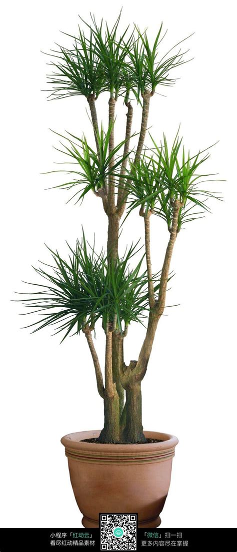 枝杈旺盛的千年木设计素材免费下载_植物图片PSD_图片114
