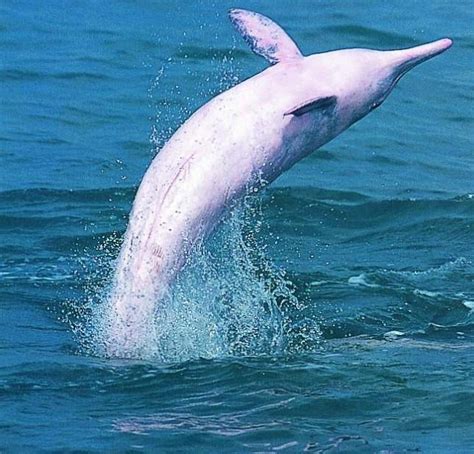 罕见！萌萌哒中华白海豚在北海银滩近岸海域出现了-桂林生活网新闻中心