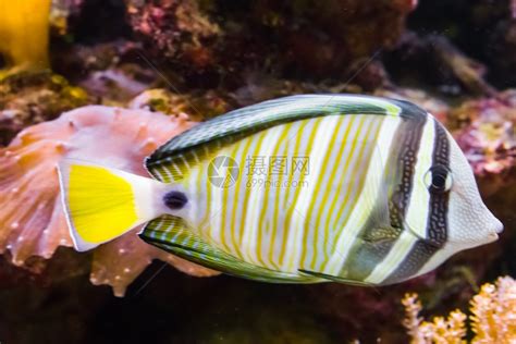 水下热带鱼类高清图片下载-正版图片307952332-摄图网