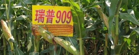 瑞普909玉米品种特征特性，附简介 瑞普909玉米品种审定公告_生活百科