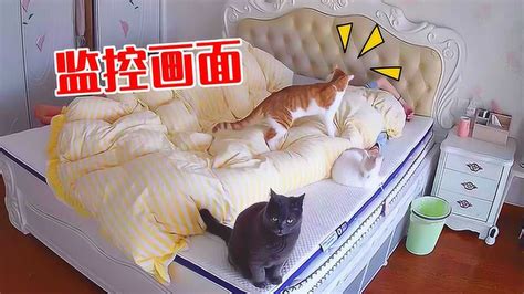 让4只猫陪睡一晚会发生什么？监控拍下猫咪迷惑行为！_高清1080P在线观看平台_腾讯视频