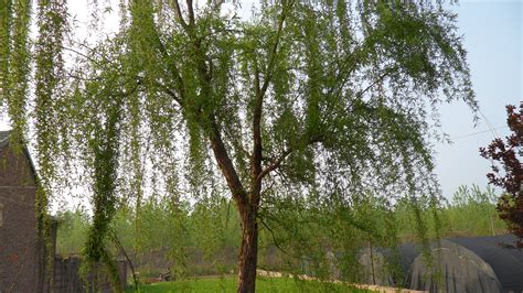 春天湖边发芽的柳树摄影图高清摄影大图-千库网