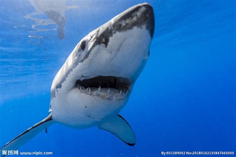 小蓝鲨鱼 斧头鲨虎头鲨观赏鱼热带观赏鱼黑鳍鲨虎头鲨上海热带鱼-阿里巴巴