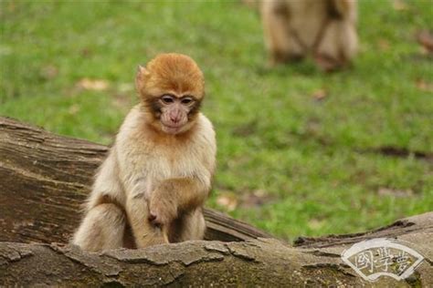 生肖猴都是哪一年出生的-属猴-国学梦