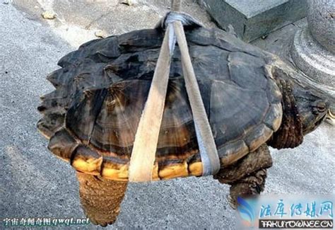 施工现场挖出一只鳄龟 怀疑是保护动物，附近热心居民用两包烟救走_今日镇江