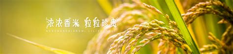 汉中贡米,陕西汉中庄帆米业|庄帆米业_水稻种植销售_有机