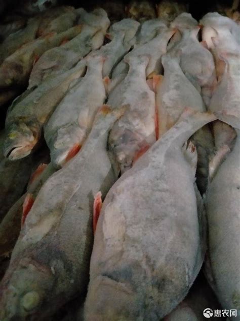 GUO LIAN国联水产 酒香海鲈鱼 三去开背净膛 国产鲈鱼 净重400g 单条装 海鲜水产-商品详情-菜管家