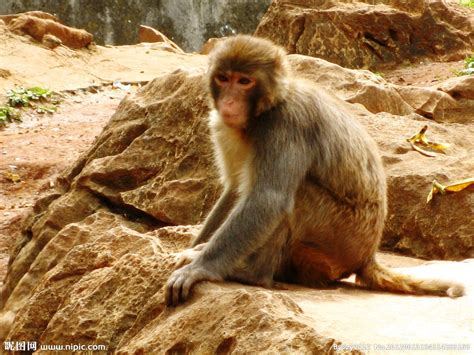2020香港生态环境保护的很好，这些猴子非人工饲养，就是山上的猴子，没有人类的攻击，猴子显得更亲近，也..._麦理浩径（北潭涌至浪茄）-评论 ...