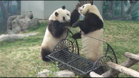 野生大熊猫的战斗力如何? - 知乎