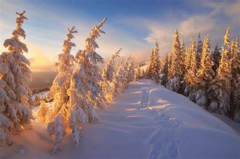 冬天雪地树林的高清图片-千叶网