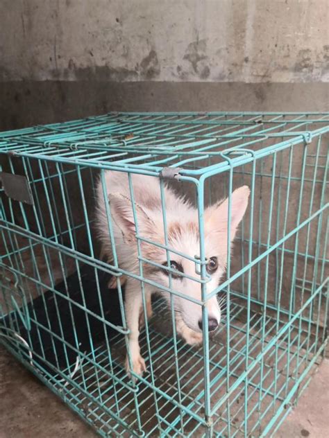 郑州市民弄只狐狸当狗养发现有攻击性后报警求助 - 河南一百度