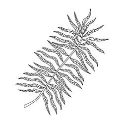 Palm leaf foliage Royalty Free Vector Image - VectorStock