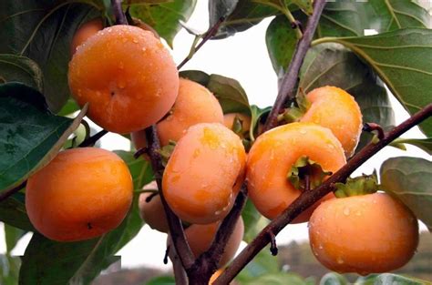 中国重要农业文化遗产里的恭城甜蜜月柿_种植