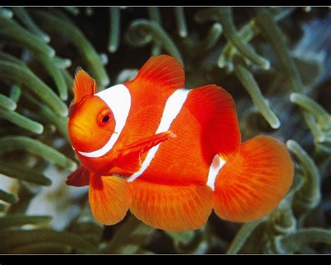 【小丑鱼的特点】【图】小丑鱼的特点有哪些 雌雄同体令人吃惊_伊秀宠物|yxlady.com