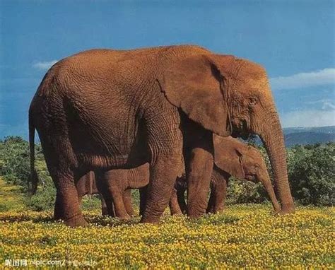 河马河水非洲博茨瓦纳野生动物园性质哺乳动物图片免费下载_自然风景素材免费下载_办图网