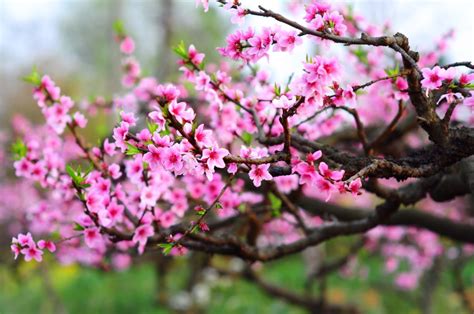 桃花的花语是什么 紫桃花的花语是什么