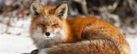 南加州一狐狸头像野猫，为躲避天敌1年挖100个洞，却被美国人杀绝