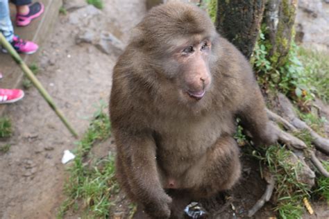 【峨眉山的猴子摄影图片】峨眉山生态摄影_xinlianyong_太平洋电脑网摄影部落
