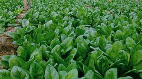 早春时节大棚有机菠菜栽培方法，菠菜种植品种选择 - 农敢网