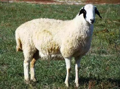 中国的羊都有什么品种？__凤凰网