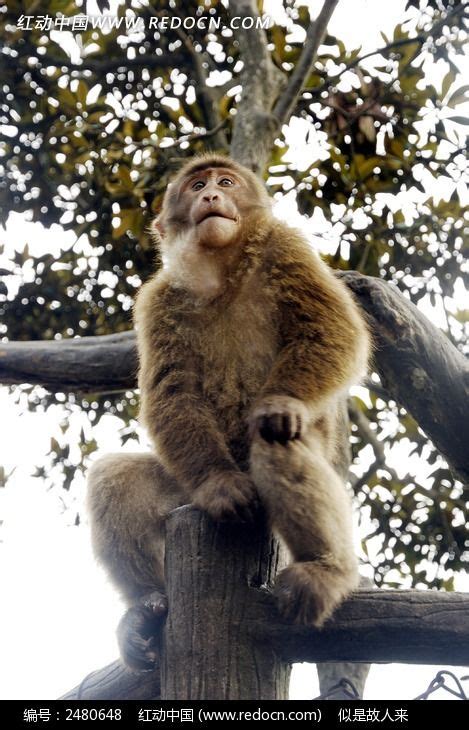 坐在树桩上的峨眉山猴