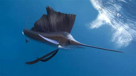 世界上游得最快的鱼 旗鱼(一秒能游30秒 自身带有长枪)_探秘志