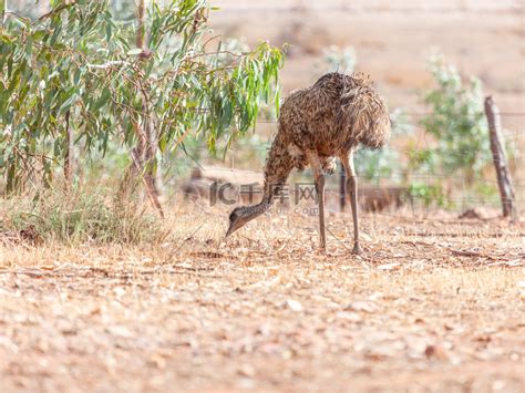 澳大利亚的鸸鹋鸟高清摄影大图-千库网