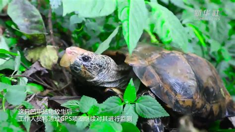 云南屏边：国家一级保护野生动物凹甲陆龟回家了_凤凰网视频_凤凰网