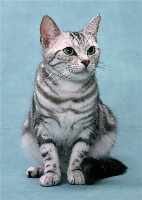 坐着的黑白条纹猫咪图片_蛙客网viwik.com