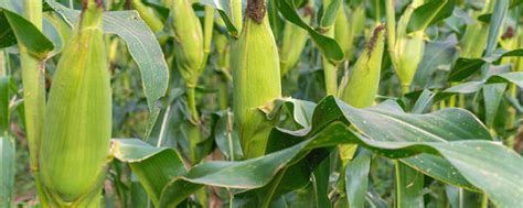 预防玉米倒伏,苗期就要注意做好这三点|玉米|植株|茎秆_新浪新闻