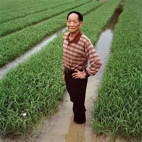 10万亩“海水稻”示范种植平均亩产稳定超过400公斤 袁隆平团队海水稻开始产业化推广