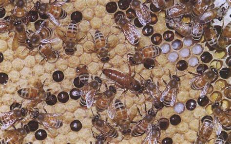 东北黑蜂是什么品种？欧洲黑蜂和卡尼鄂拉蜂杂交成的“新蜂种”！ - 蜜蜂讲堂 - 养蜂人