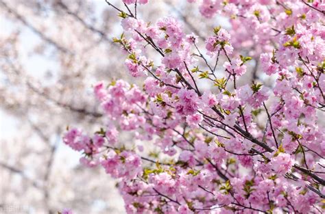 描写樱花的唯美短句大盘点，关于樱花的优雅语录你知道几句？
