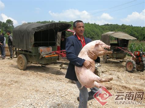 19周：深度解析“储备肉”对猪价的影响_猪价评论_中国保健养猪网