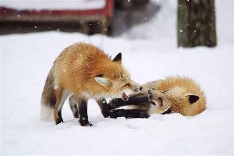 宠物狐狸身上会有异味吗?