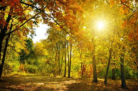 秋天森林黄叶和日落高清图片下载-正版图片303316981-摄图网