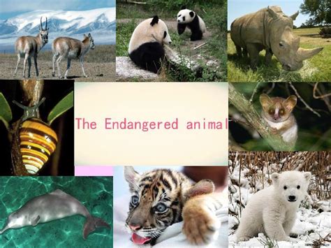 濒临灭绝的动物英语PPT_word文档在线阅读与下载_免费文档