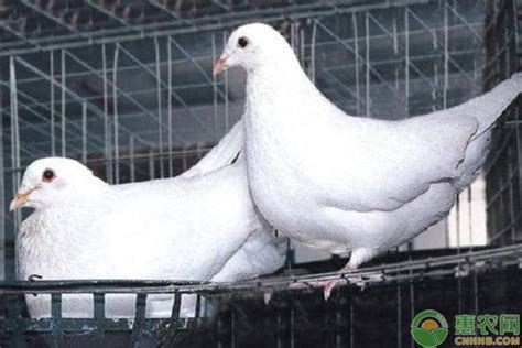 鸽子养殖方法与技巧（鸽子如何养殖？鸽舍搭建有哪些技巧？） | 说明书网