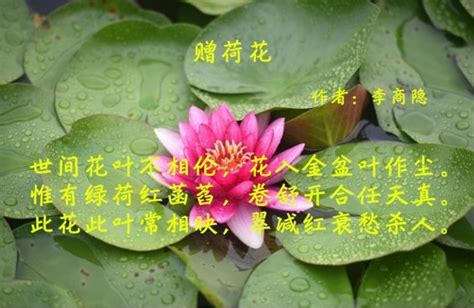 唐朝写情诗的代表人物，一首《赠荷花》感动数代人