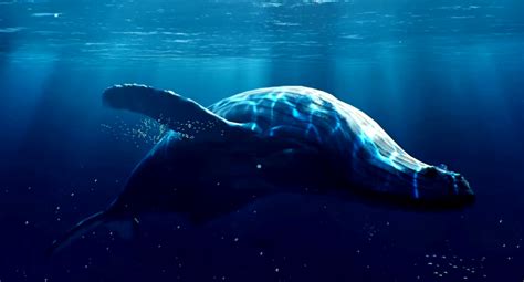 鲸,多样,巨头鲸,白鲸,逆戟鲸,小须鲸,一角鲸,抹香鲸,动物鳍,座头鲸设计模板,汇图网www.huitu.com