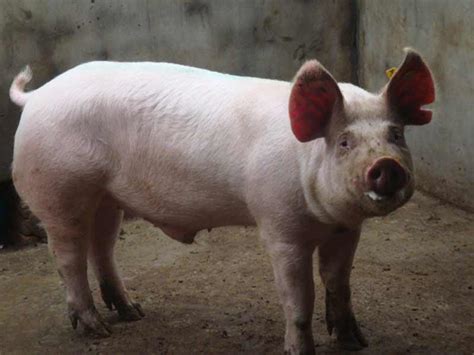 今日海南生猪价格表：2021年2月22日海南省猪价格今日猪价格 - 畜小牧养殖网