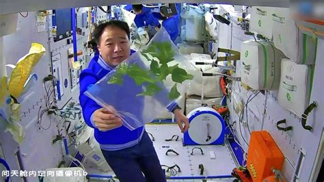 “太空菜农”上线！“打卡”中国空间站里的“太空菜园”_凤凰网视频_凤凰网