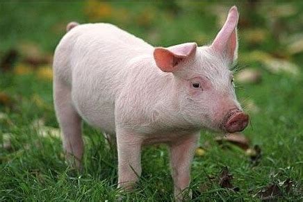 土猪是什么意思，土猪和普通猪有什么区别-农百科